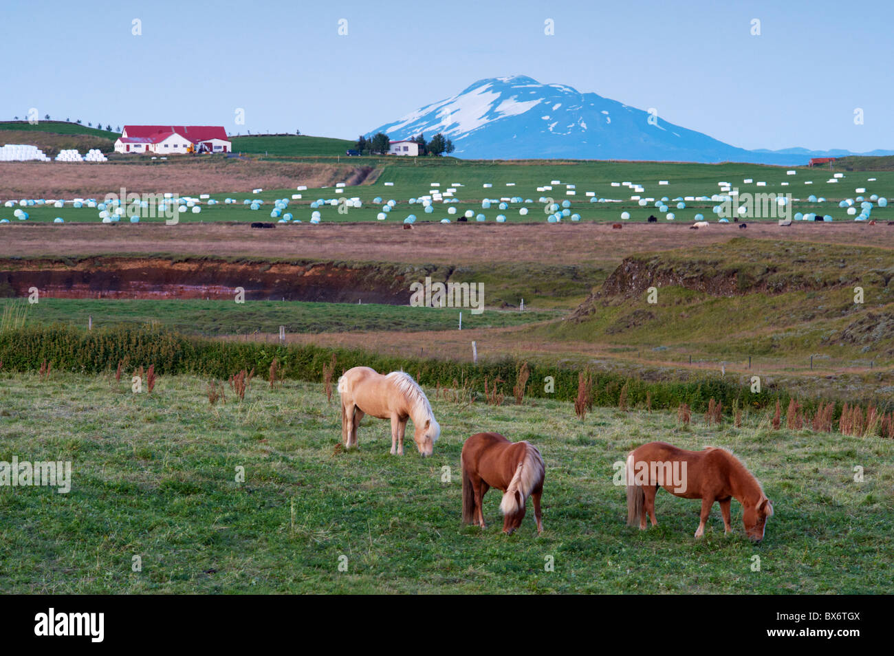 Terreni agricoli ai piedi dell'imponente vulcano Hekla, a nord di Hella, nel sud dell'Islanda (Sudurland), Islanda Foto Stock