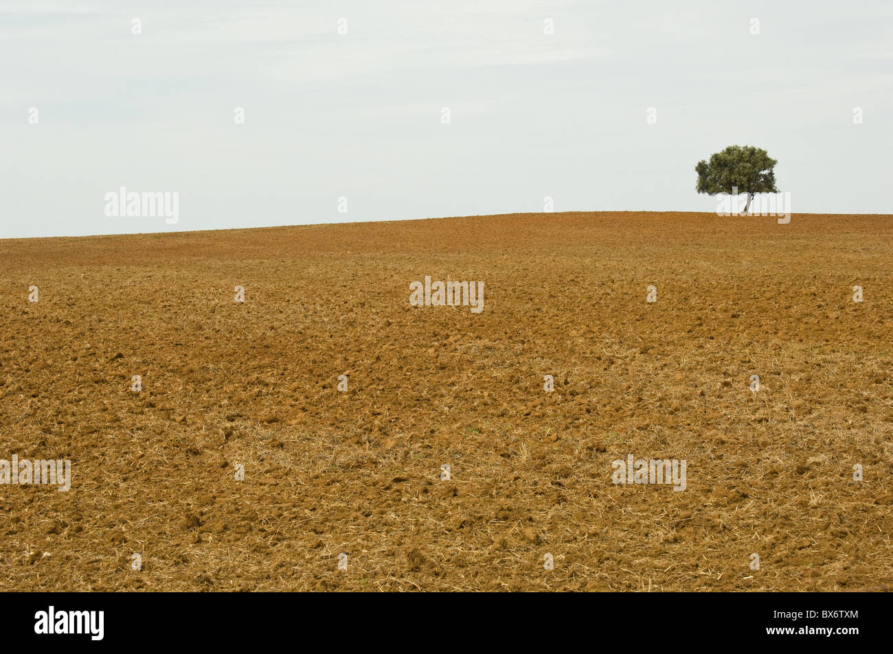 Albero solitario nel deserto Foto Stock