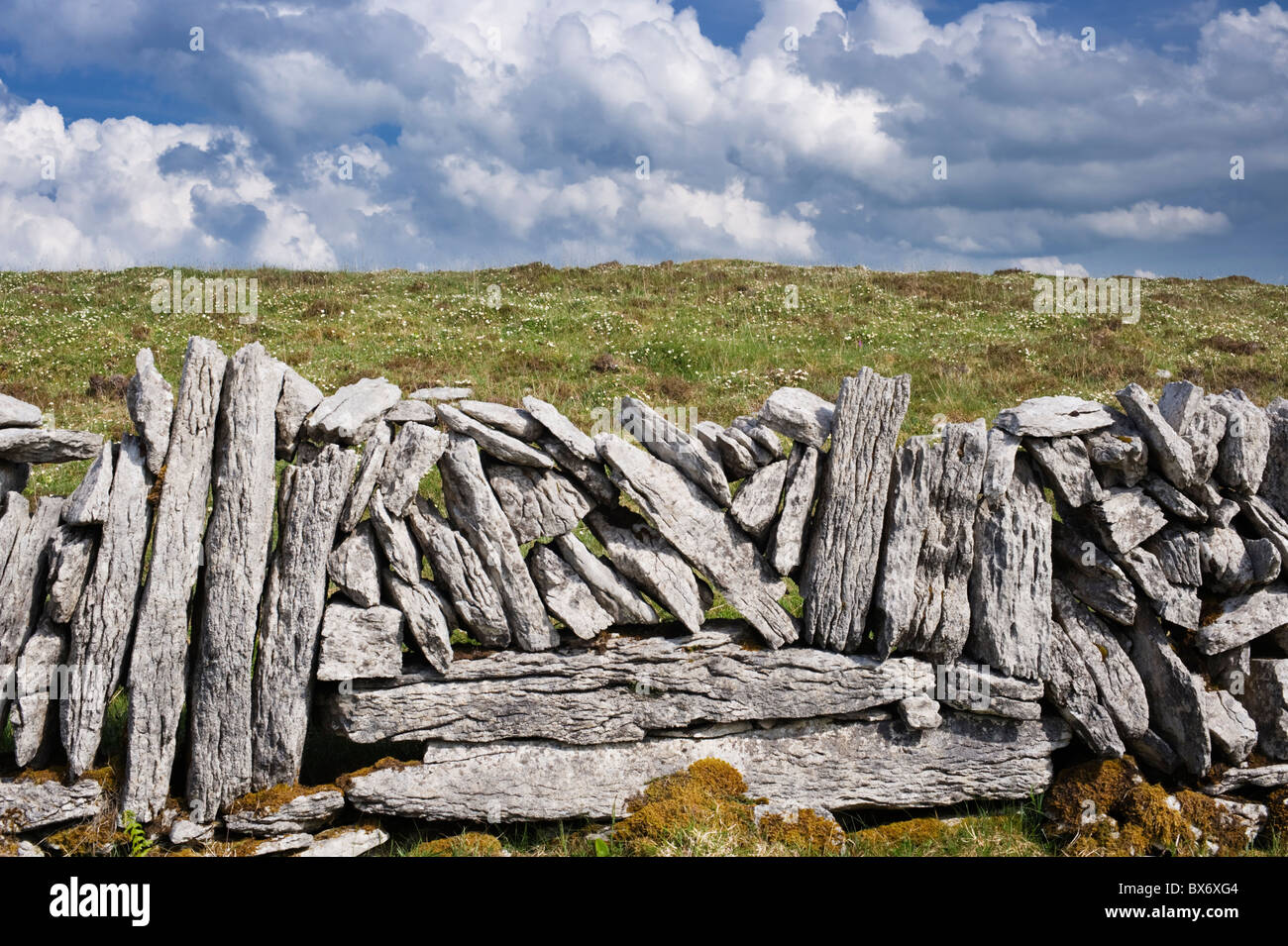 Parete Lmestone e masse di montagna fiori avens, vicino a Glencolumbkille, Burren, County Clare, Irlanda Foto Stock