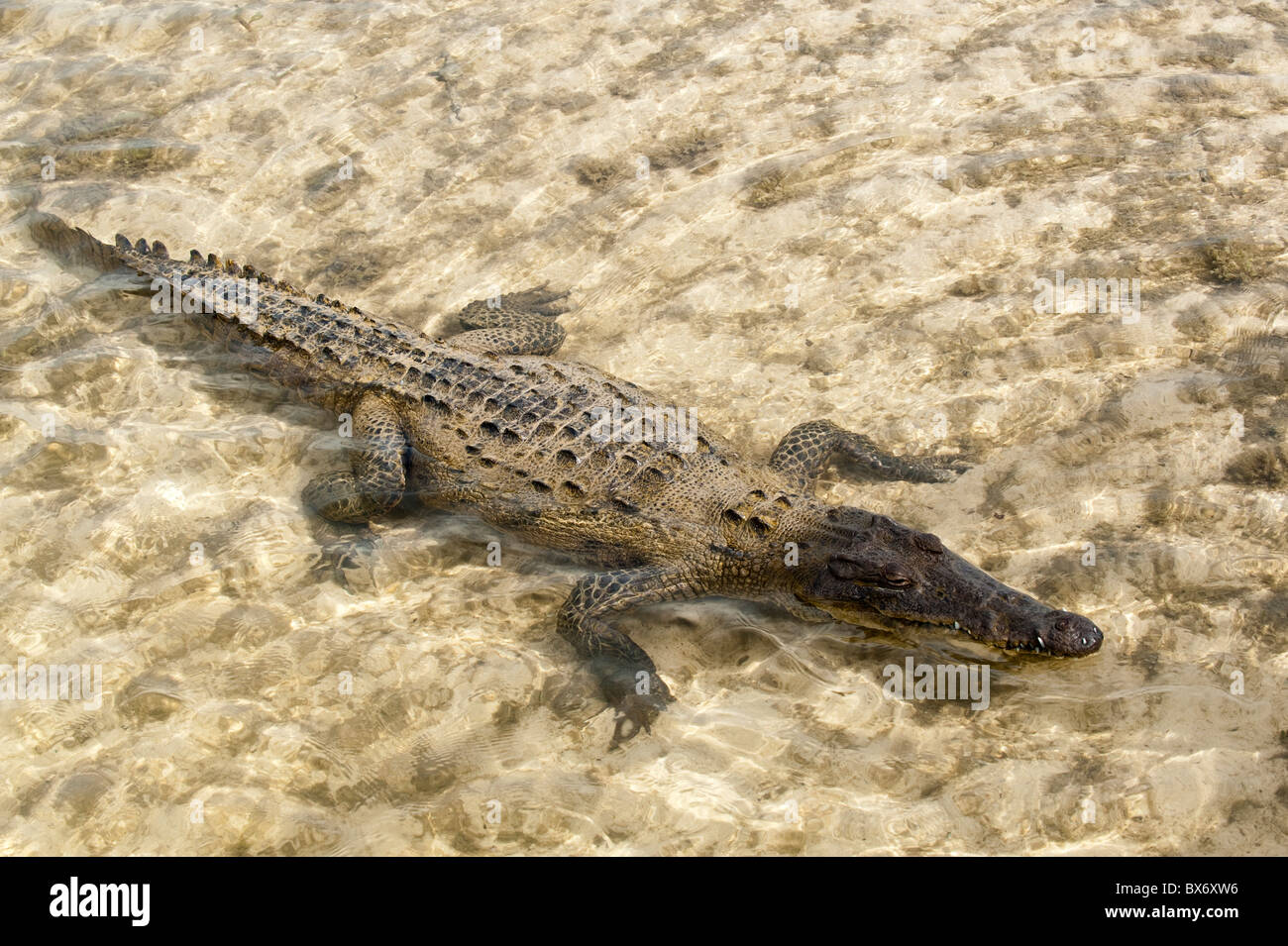 Coccodrillo di acqua salata in Punta Sur Park, Isla de Cozumel (Isola di Cozumel), Cozumel, fuori dello Yucatan, Quintana Roo, Messico Foto Stock