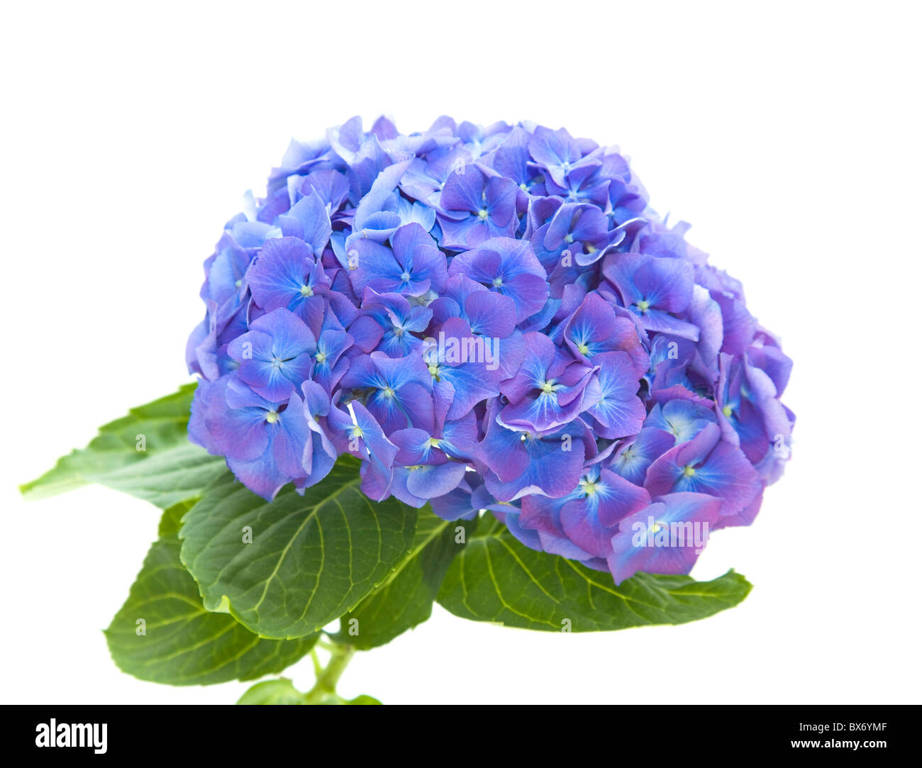 Blu chiaro-lilla flowerhead ortensie, isolato su sfondo bianco, Foto Stock