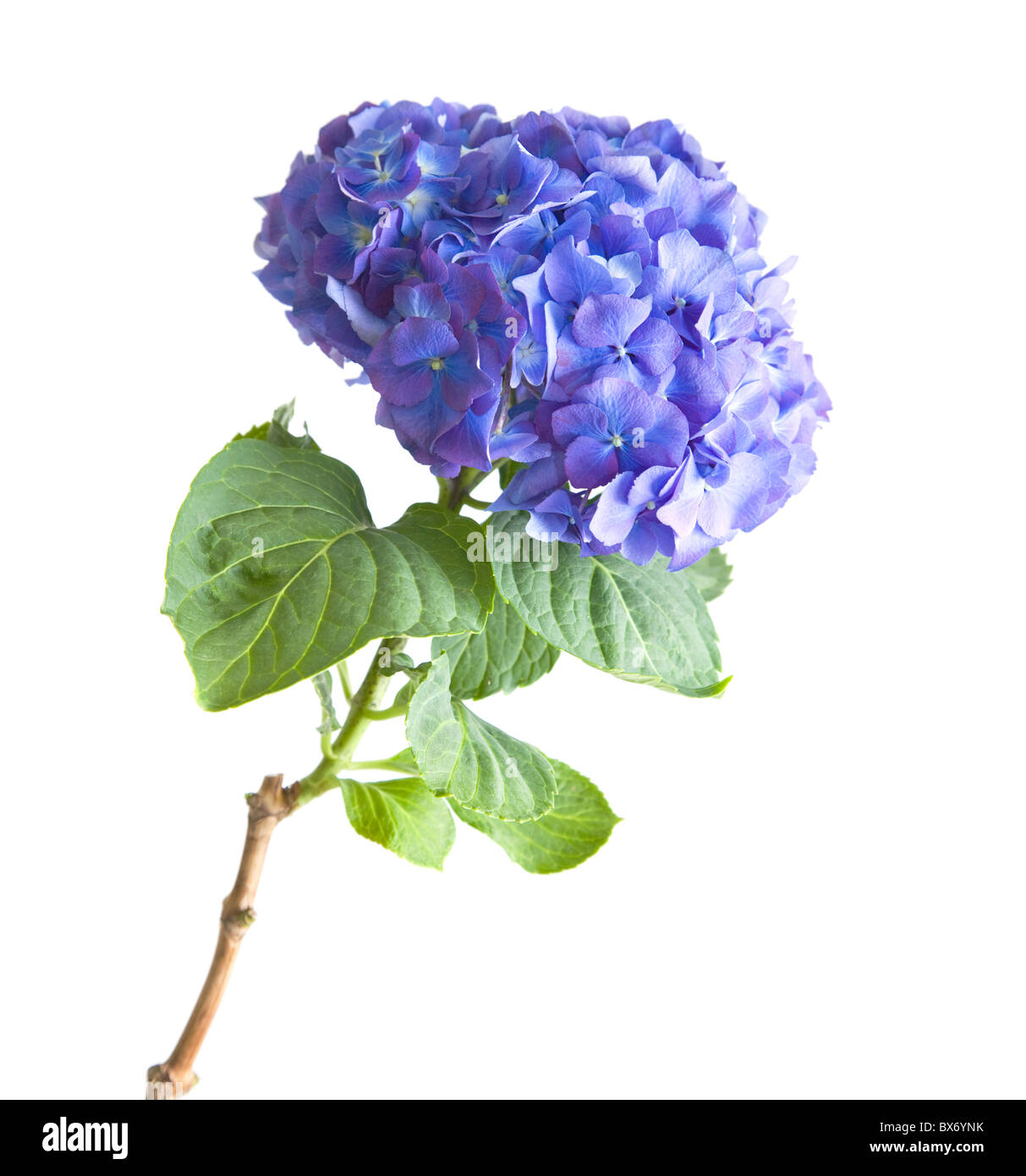 Blu chiaro-lilla hydrangea flowerhead; isolati su sfondo bianco Foto Stock