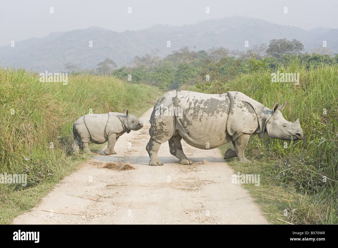 Indiano rinoceronte bianco e vitello emergenti da erba elefante nel Parco Nazionale di Kaziranga, Assam, India, Asia Foto Stock