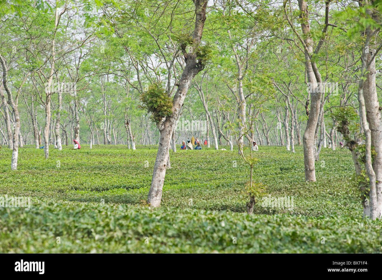 Le donne che lavorano in Assam tea garden, Jorhat, Assam, India, Asia Foto Stock