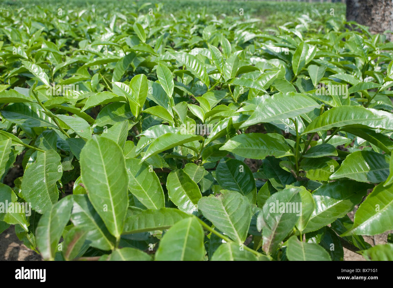 Tè Assam crescente di foglie, Jorhat, Assam, India, Asia Foto Stock