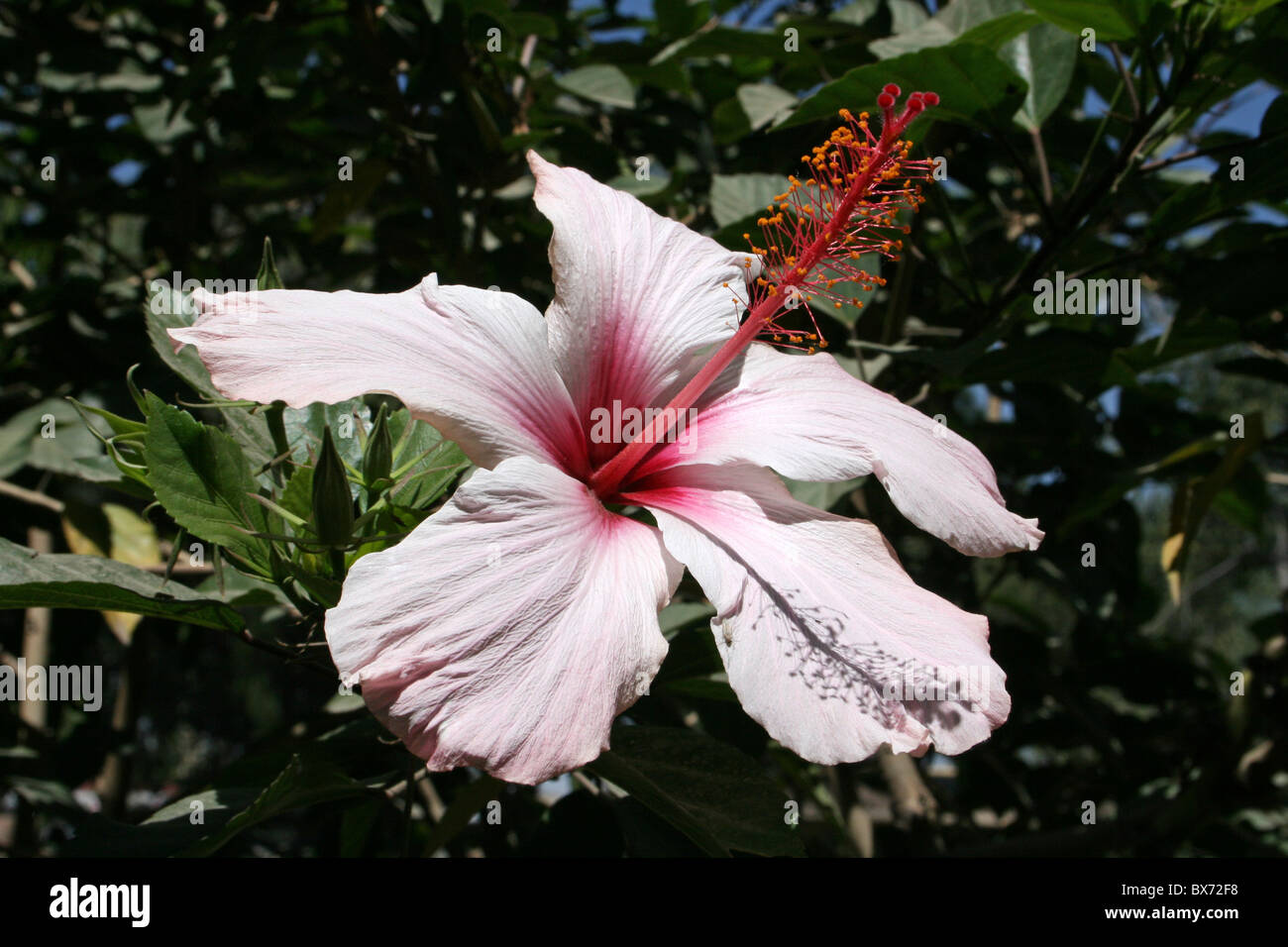 Fioritura di Hibiscus prese a Ziway, Etiopia Foto Stock