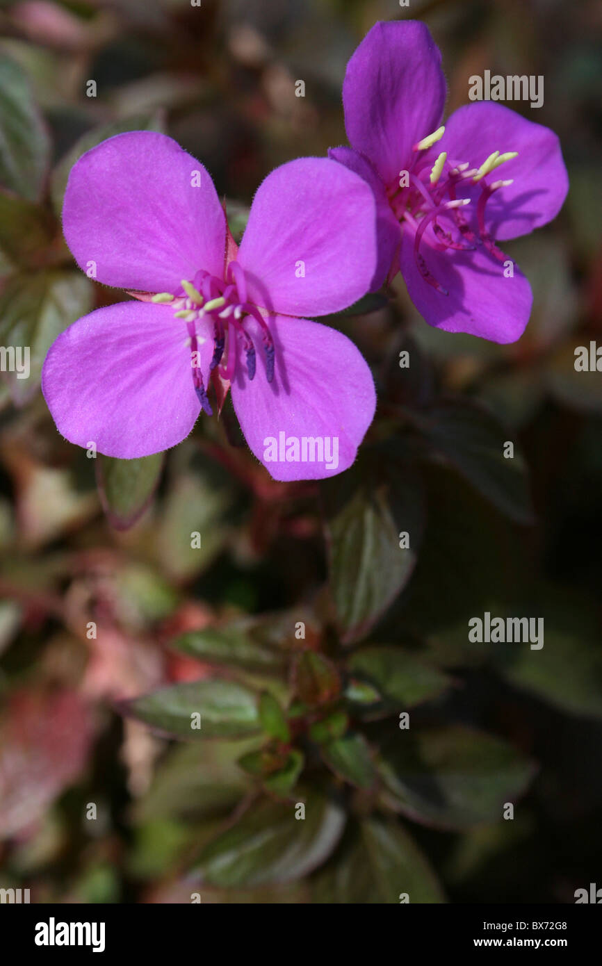 Rosa viola Arbusto a fioritura spagnolo-scialle Heterocentron elegans presi in Etiopia ad Addis Abeba Foto Stock