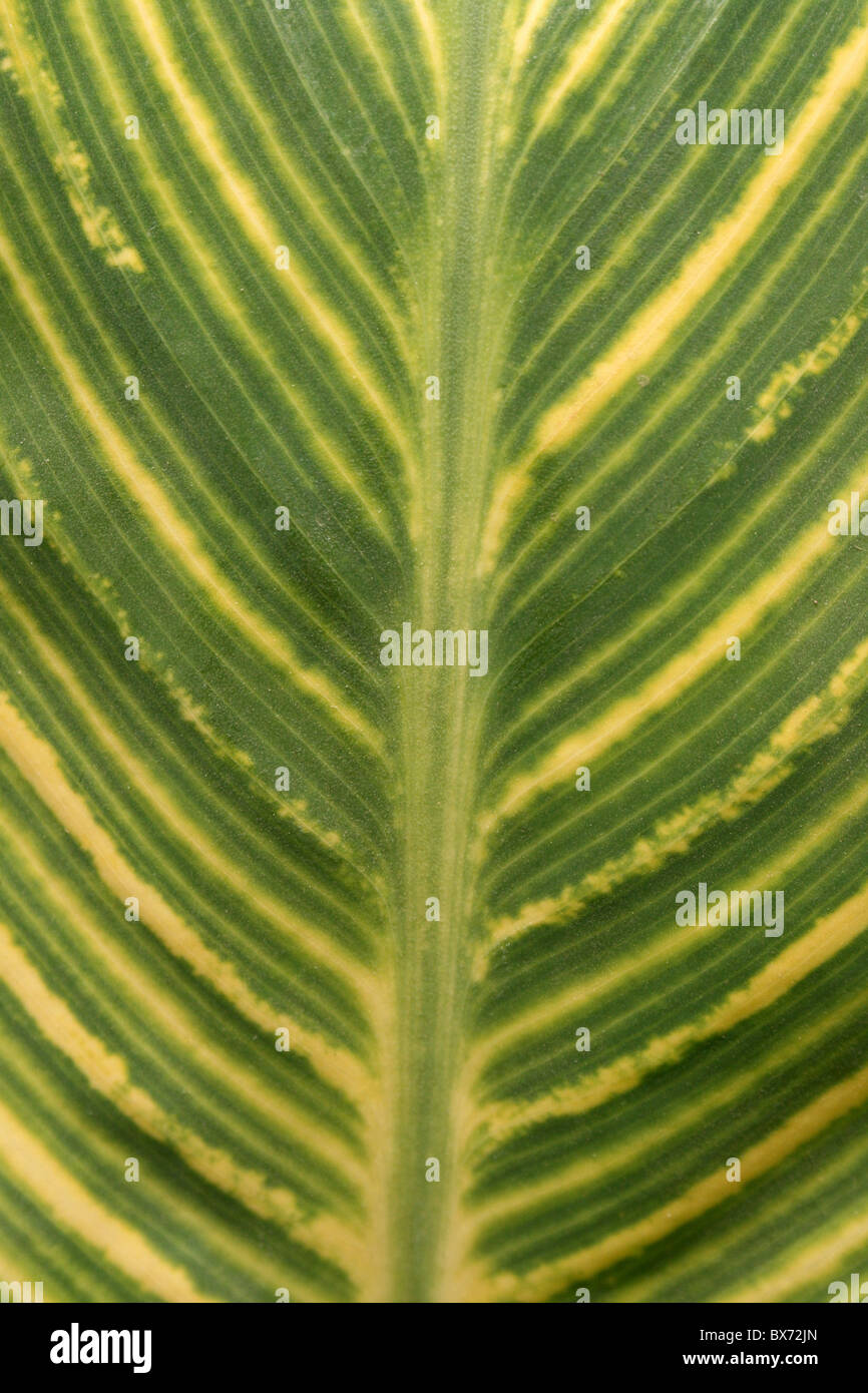 Foglia tropicale Patterning presi in Etiopia, Africa Foto Stock