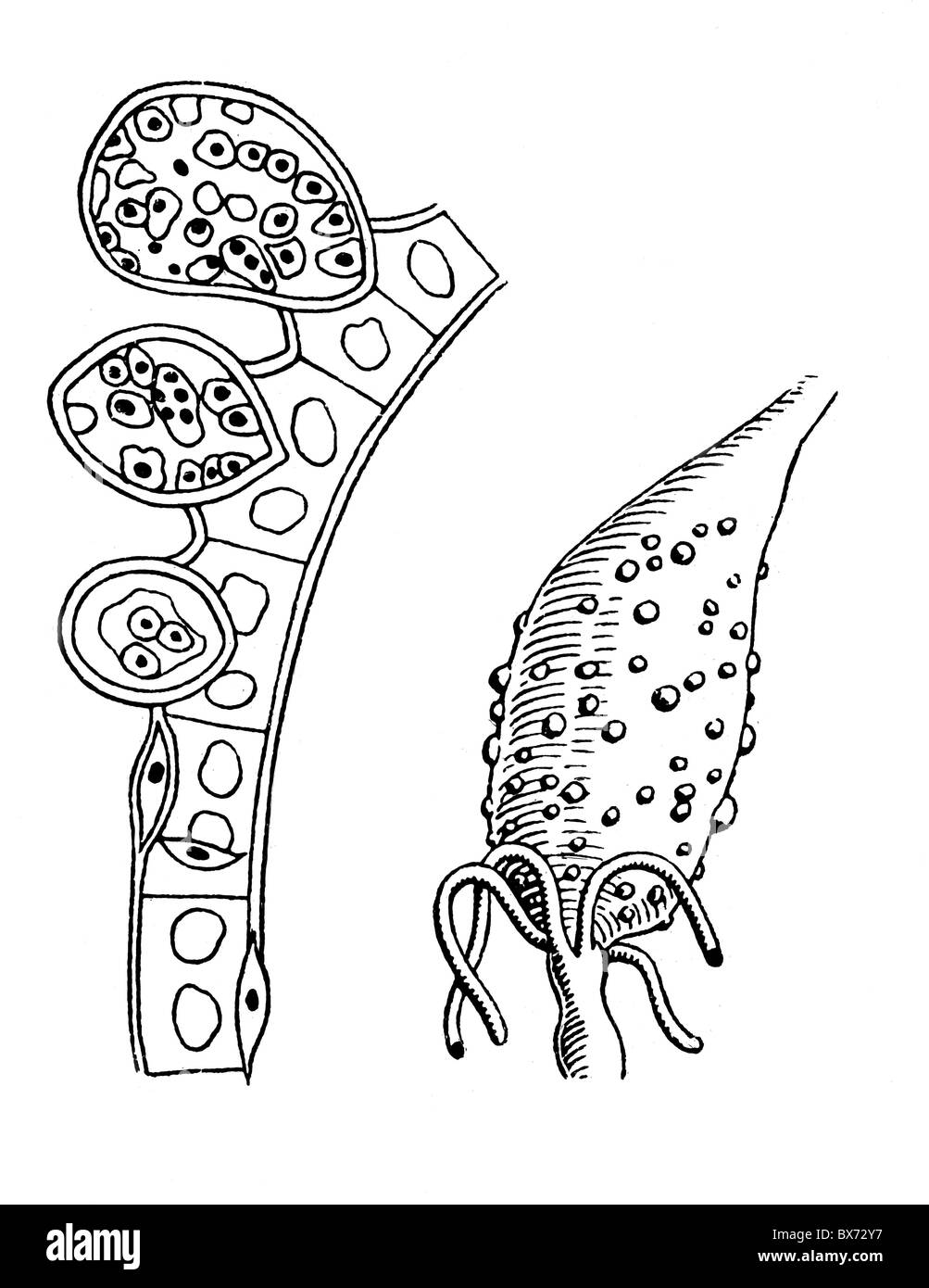 Medicina, malattia, malaria, agente, ookinete e ziste nella mania di una zanzara malaria, disegno, 20 ° secolo, malattia, scienza, anofele, storico, storico, Additional-Rights-Clearences-non disponibile Foto Stock