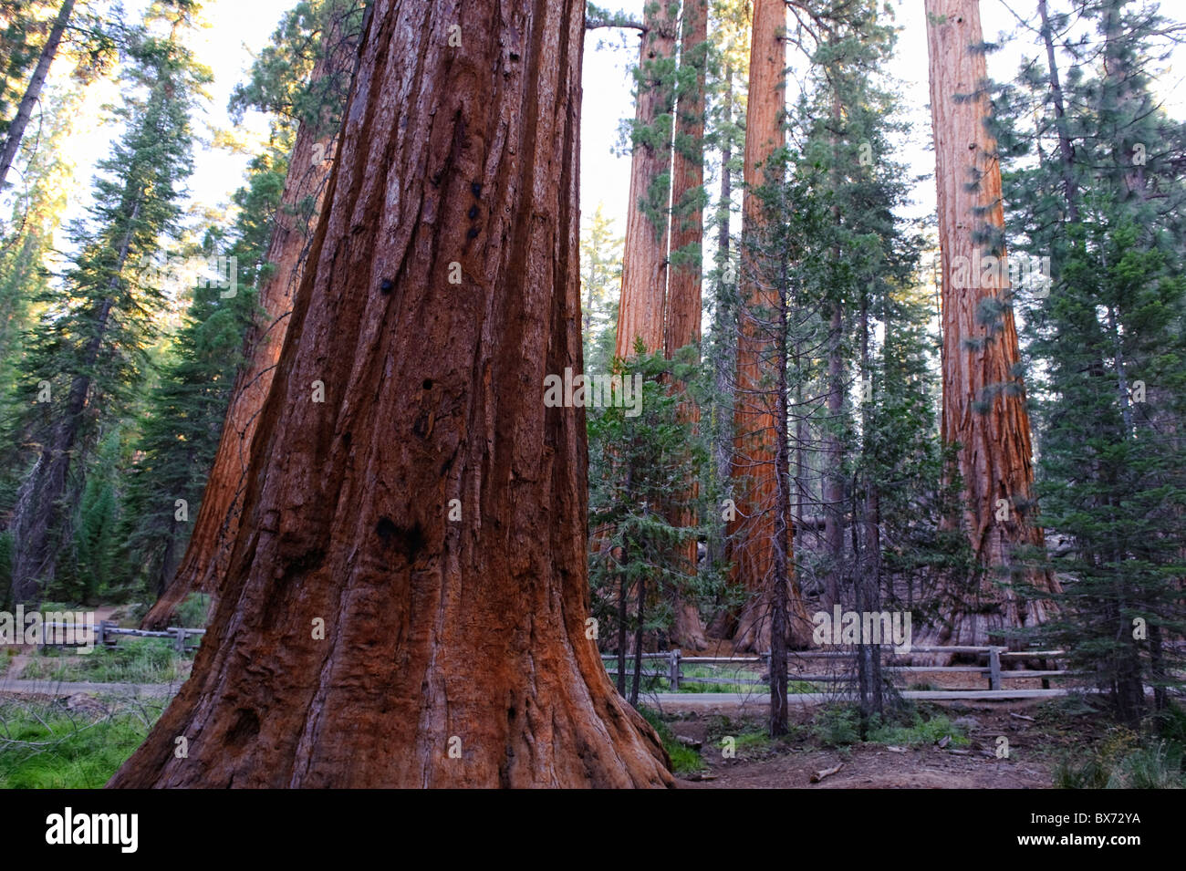 Stati Uniti d'America, in California, del Parco Nazionale Yosemite, di Mariposa Grove, sequoie giganti Foto Stock