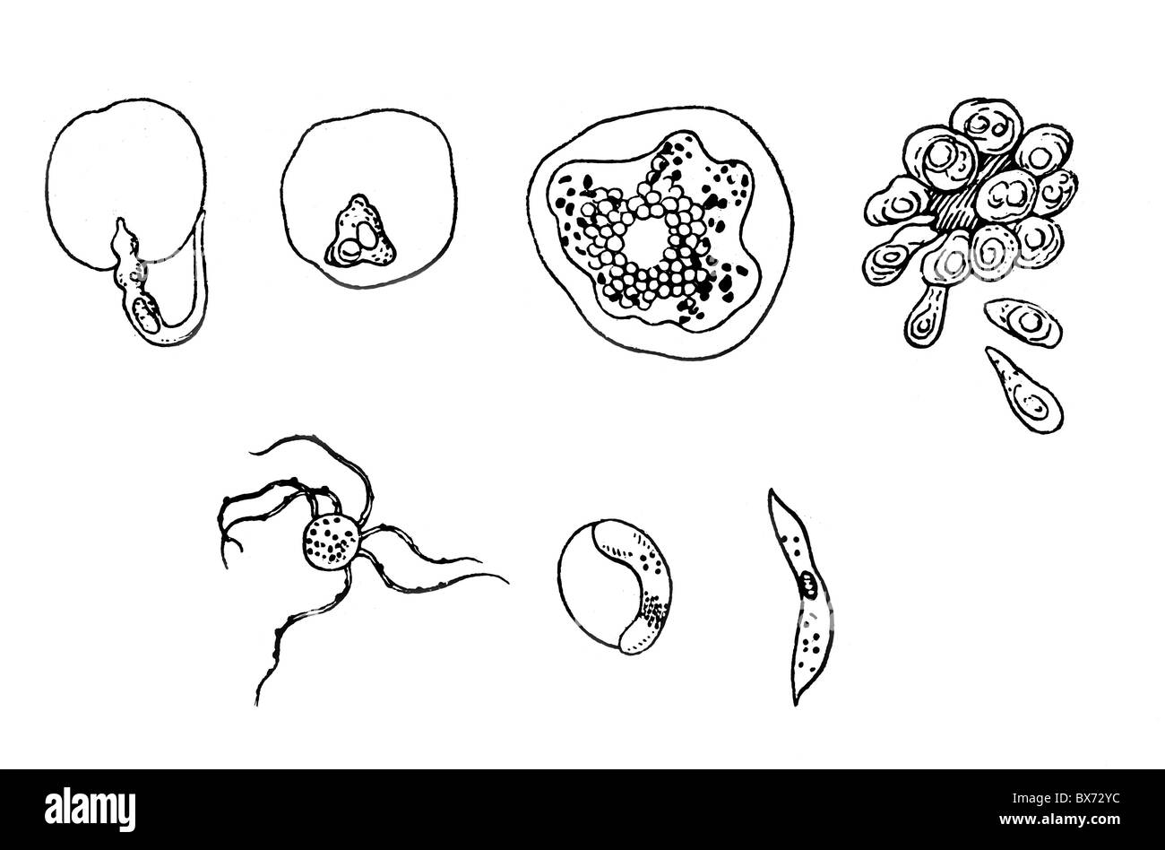 Medicina, malattia, malaria, sviluppo di agente di malaria, disegno, 20 ° secolo, malattia, scienza, storico, storico, diritti aggiuntivi-clearences-non disponibile Foto Stock