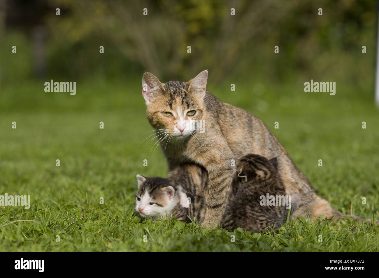Katze saeugt kaetzchen, cat gattino infermieristica Foto Stock