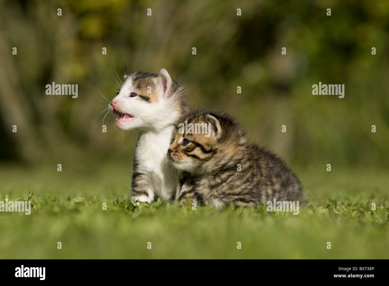 Zwei kaetzchen auf Wiese, due gattino su un prato Foto Stock