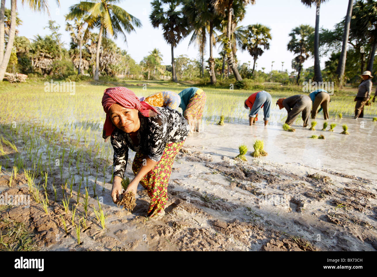 Gli agricoltori di piantare il riso, Siem Reap, Cambogia, Indocina, Asia sud-orientale, Asia Foto Stock