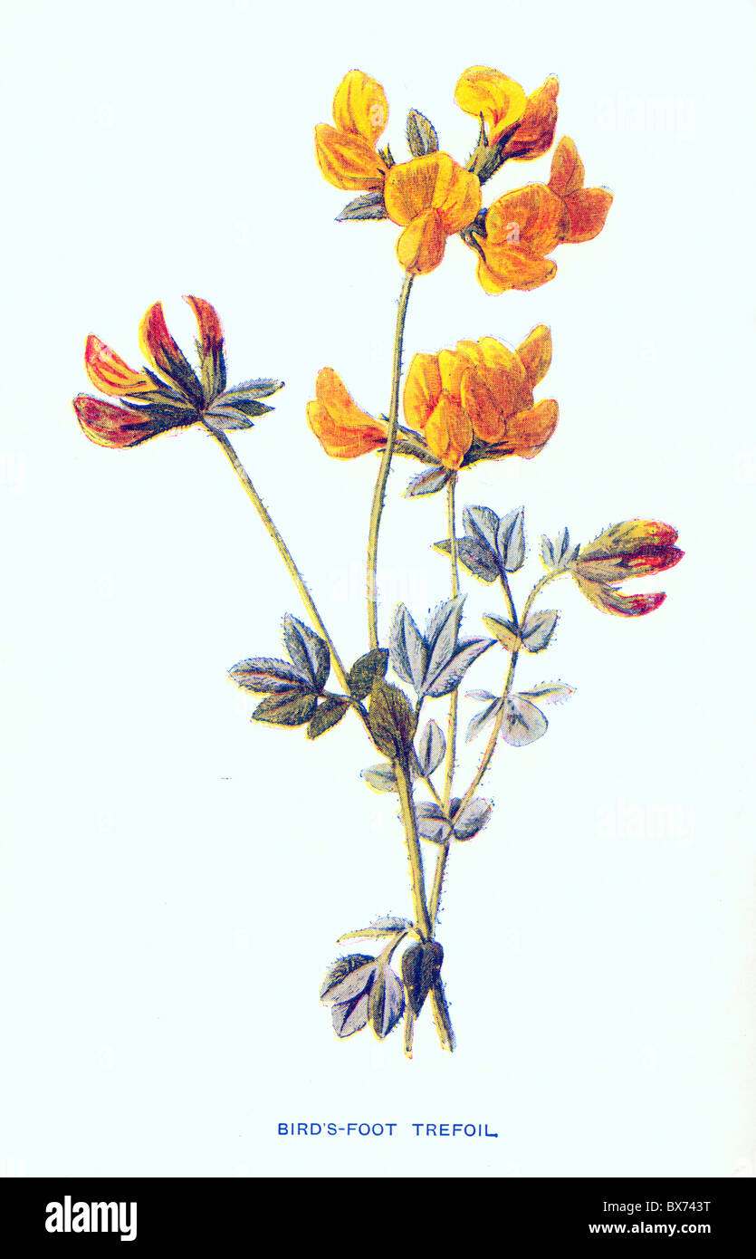 Bird's-piede (trifoglio Lotus corniculatus) da familiarità fiori selvatici da F. Edward Hulme; Litografia a colori Foto Stock