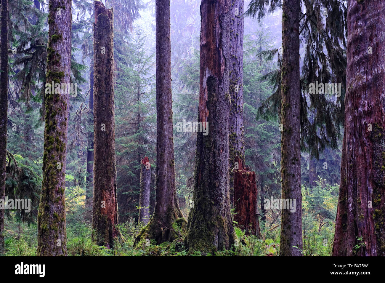 Stati Uniti d'America, Washington, il Parco Nazionale di Olympic, Hoh Rainforest Foto Stock