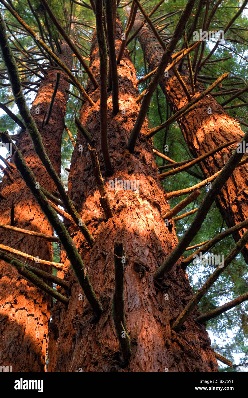 Stati Uniti, California, Parco Nazionale di Redwood, albero di Sequoia Forest Foto Stock
