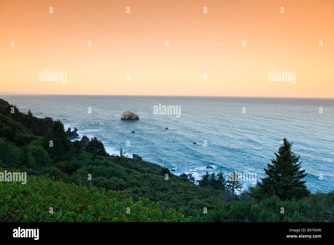 Stati Uniti, California, Parco Nazionale di Redwood, albero di Sequoia Forest Foto Stock