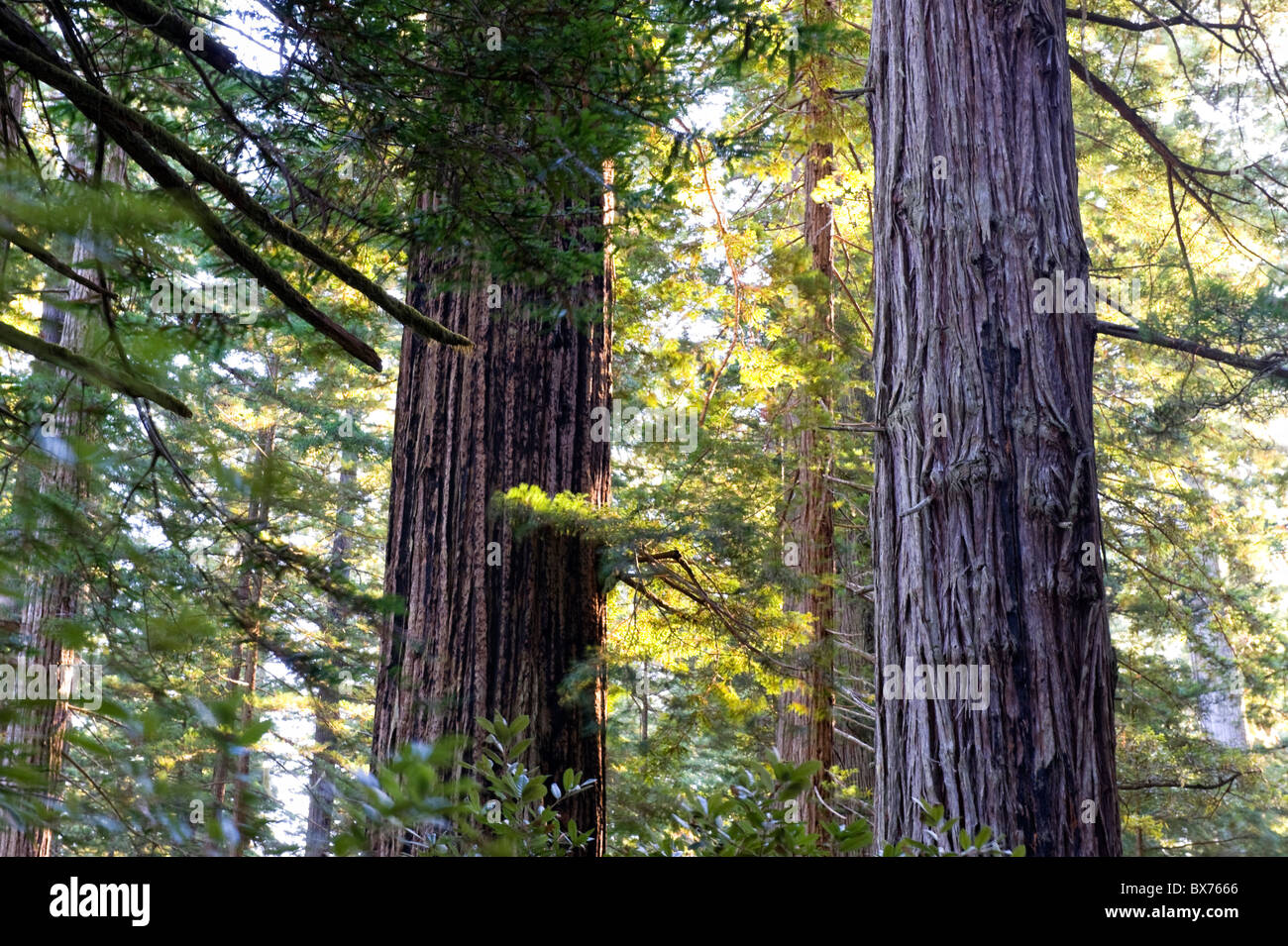 Stati Uniti, California, Parco Nazionale di Redwood, albero di Sequoia Forest Foto Stock
