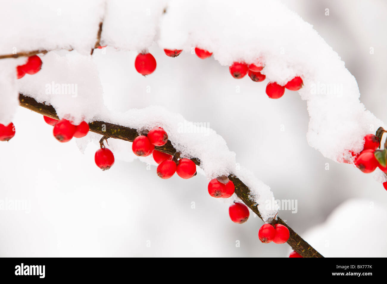 Cotoneaster bacche su un arbusto a Ambleside, Regno Unito. Foto Stock