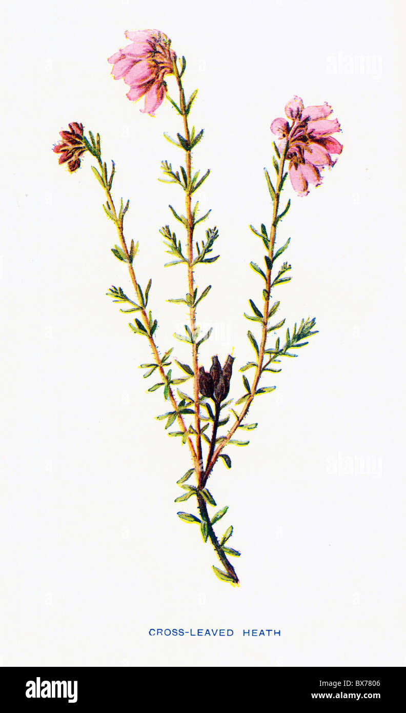 Cross-Leaved Heath (Erica Tetralis) da familiarità fiori selvatici da F. Edward Hulme; Litografia a colori Foto Stock