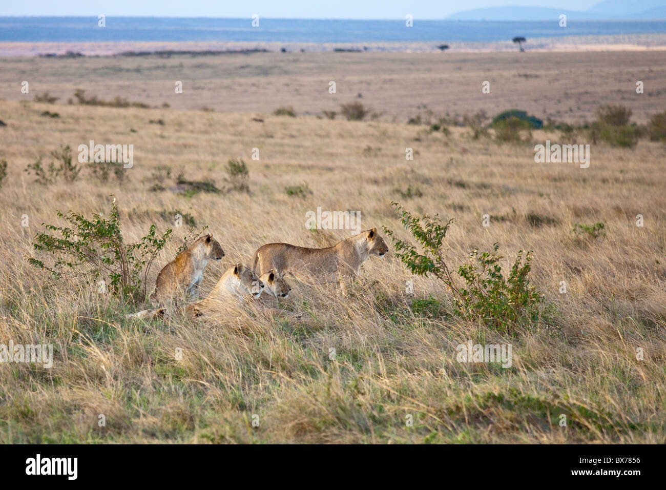 I Lions, il Masai Mara, Kenya Foto Stock