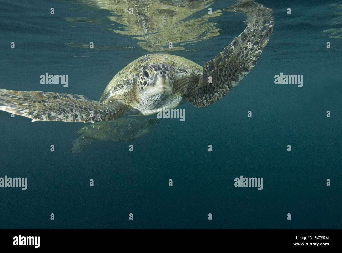 Tartaruga Verde nell'Oceano Pacifico, vicino alla superficie. Foto Stock