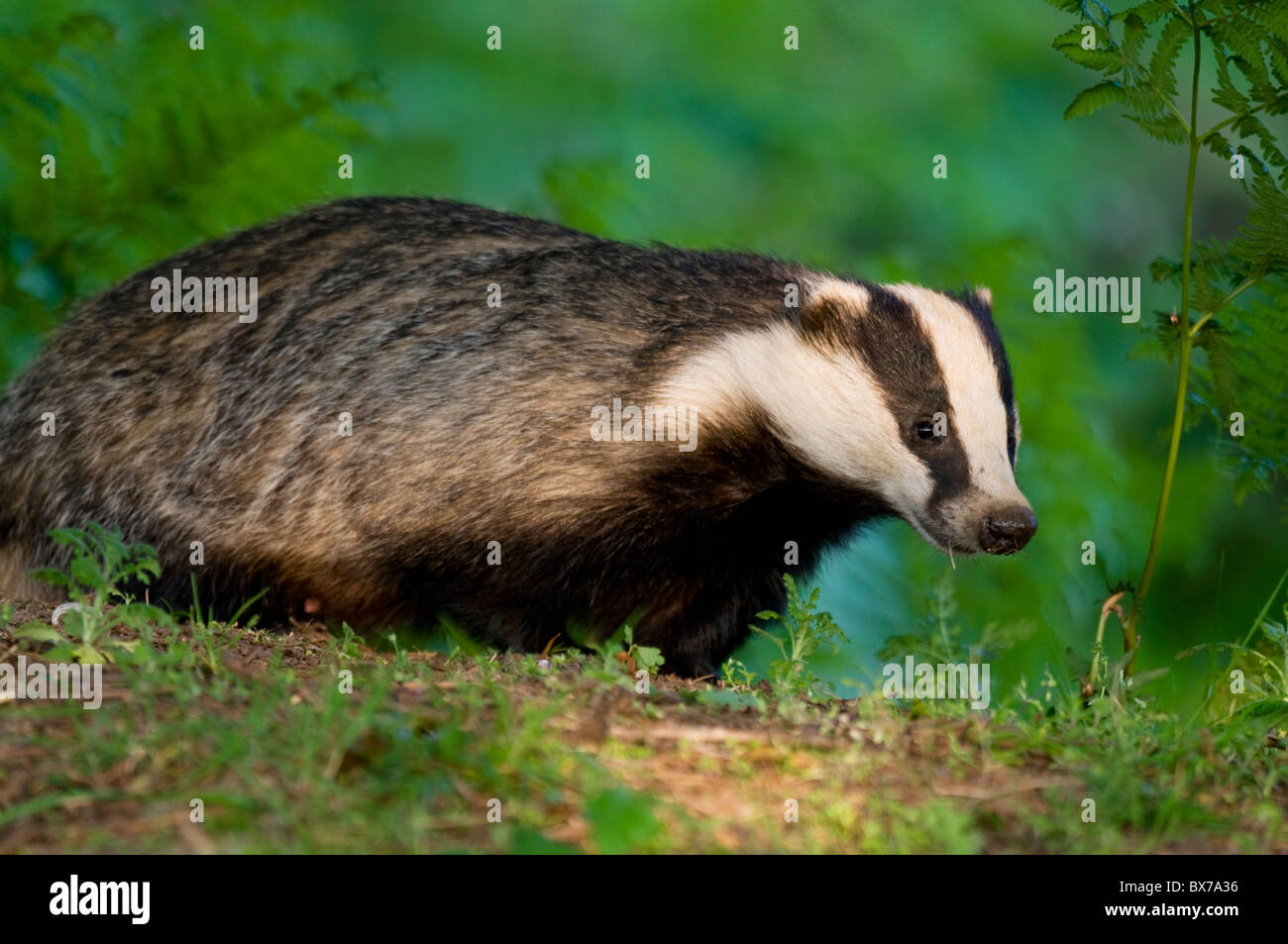 Badger in bracken Foto Stock