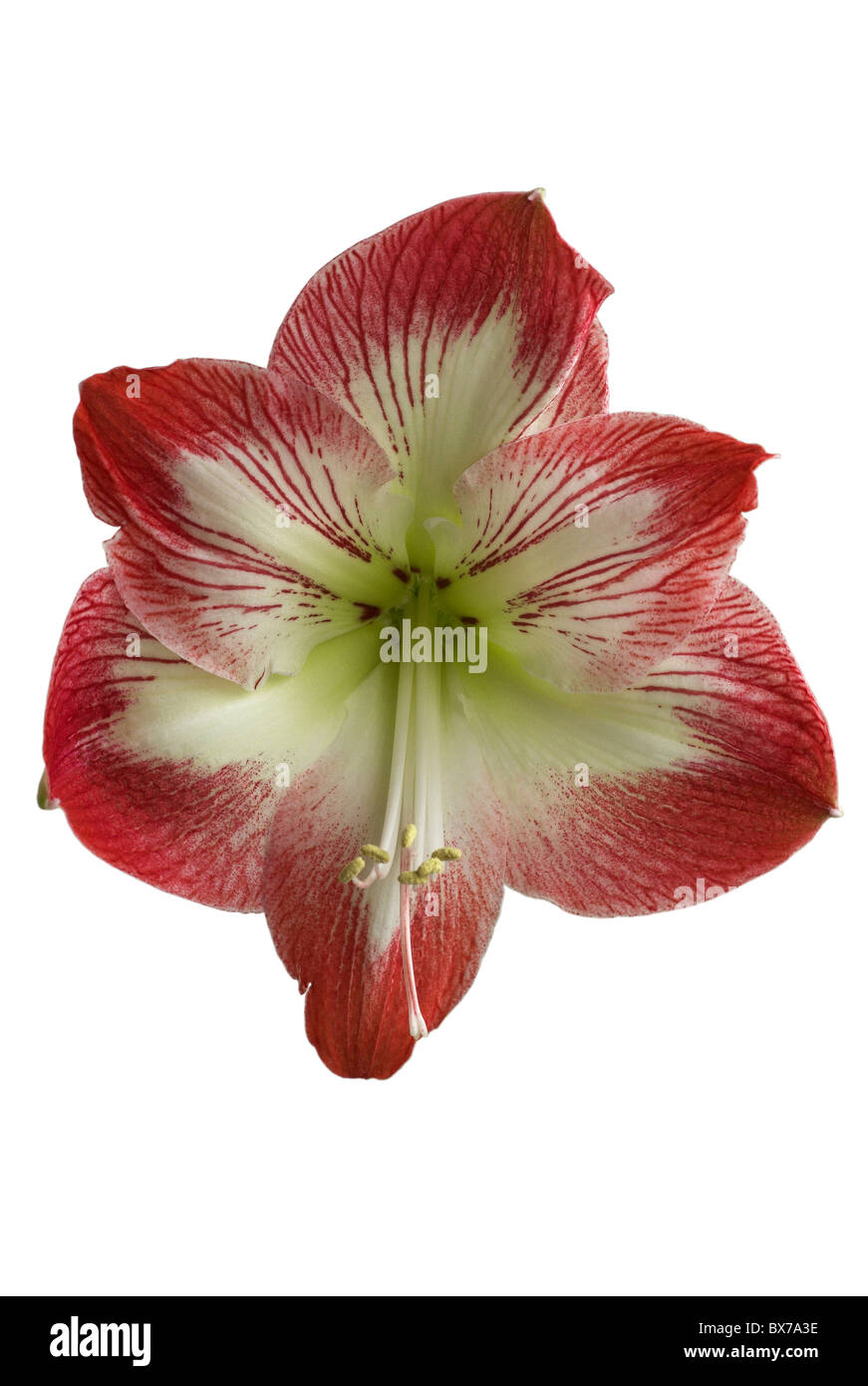 Amaryllis flower testa tagliata fuori. Foto Stock