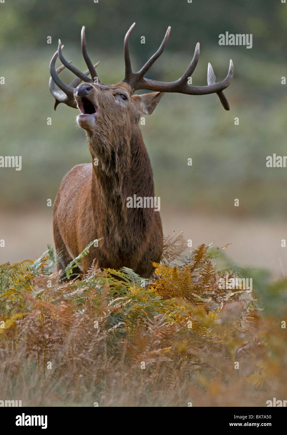 Red Deer stag ruggente durante l'autunno Rut Foto Stock