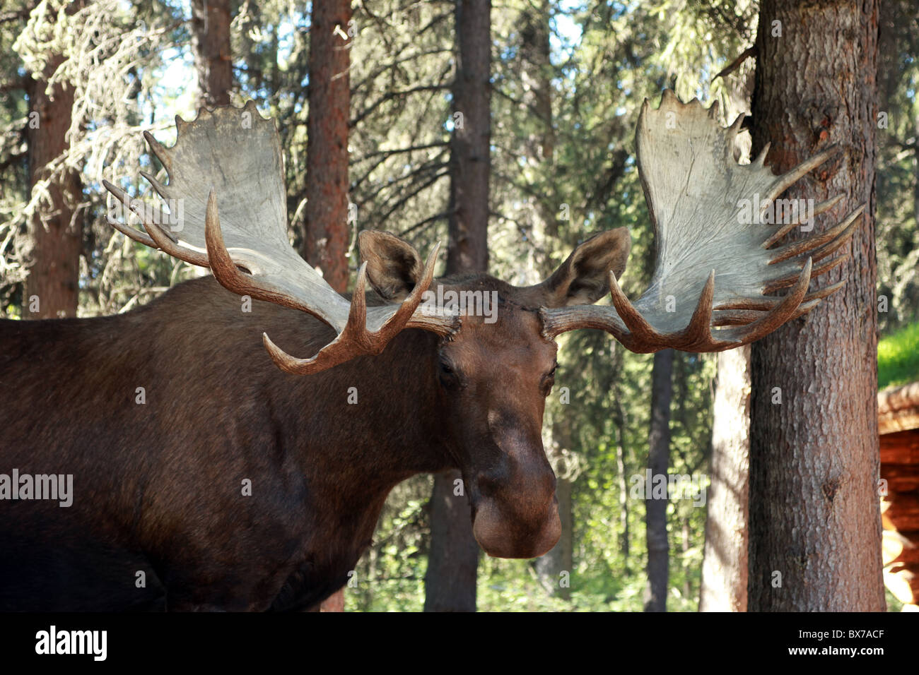 Un grande maschio, bull moose, fauna selvatica, con corna a camminare in una foresta in un Alaskan Fishing village, Fairbanks, Alaska, Stati Uniti d'America. Foto Stock