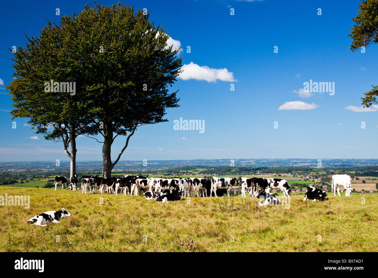 Mucche al pascolo Oliver's Castle, un antico hillfort vicino a Devizes, Wiltshire, Inghilterra, Regno Unito Foto Stock