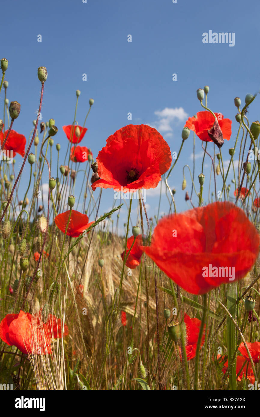 Mais fiori di papavero Foto Stock