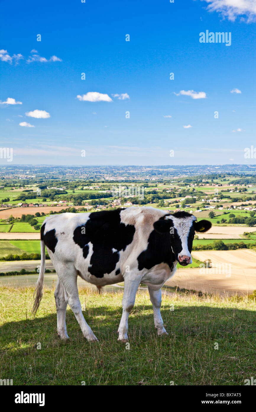Mucche al pascolo Oliver's Castle, un antico hillfort vicino a Devizes, Wiltshire, Inghilterra, Regno Unito Foto Stock
