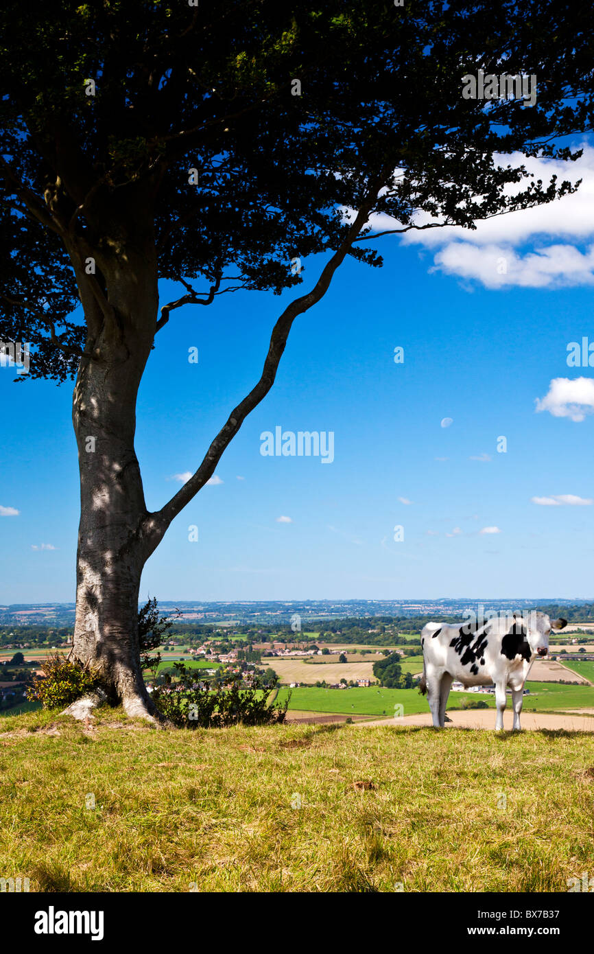 Mucche al pascolo Oliver's Castle, un antico hillfort vicino a Devizes, Wiltshire, Inghilterra, Regno Unito Foto Stock