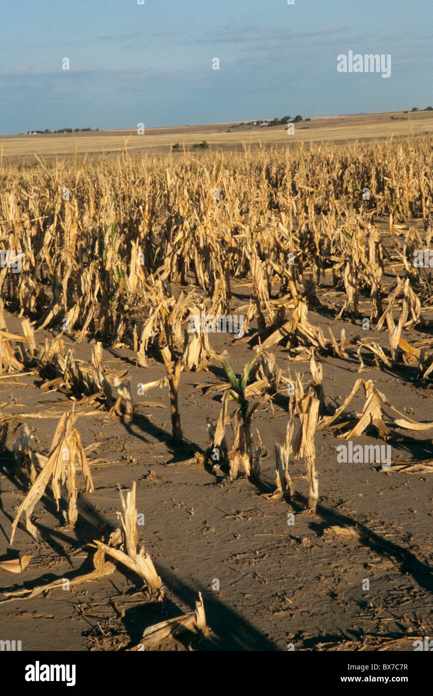 Un mancato raccolto sul campo di mais, a causa della siccità e grandine. Foto Stock
