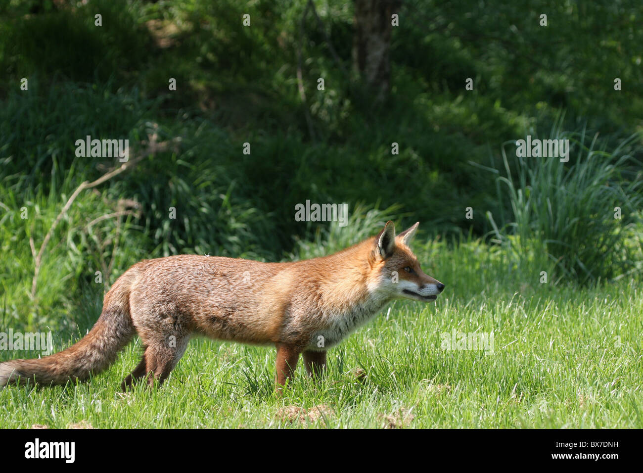 Britannico Fox Foto Stock