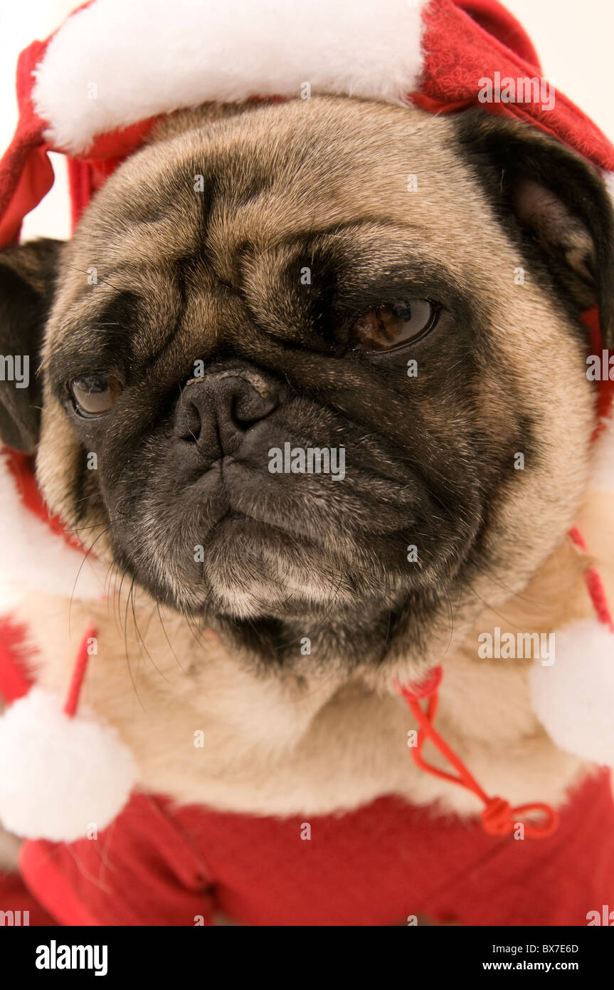 Pug ritratto, vestite per Natale. Foto Stock