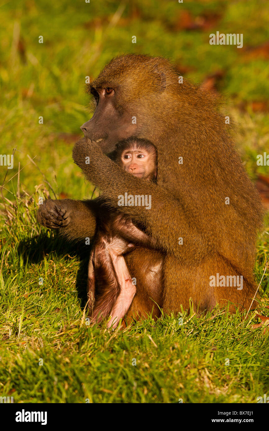 La Guinea babbuino (Papio papio) con il bambino Foto Stock