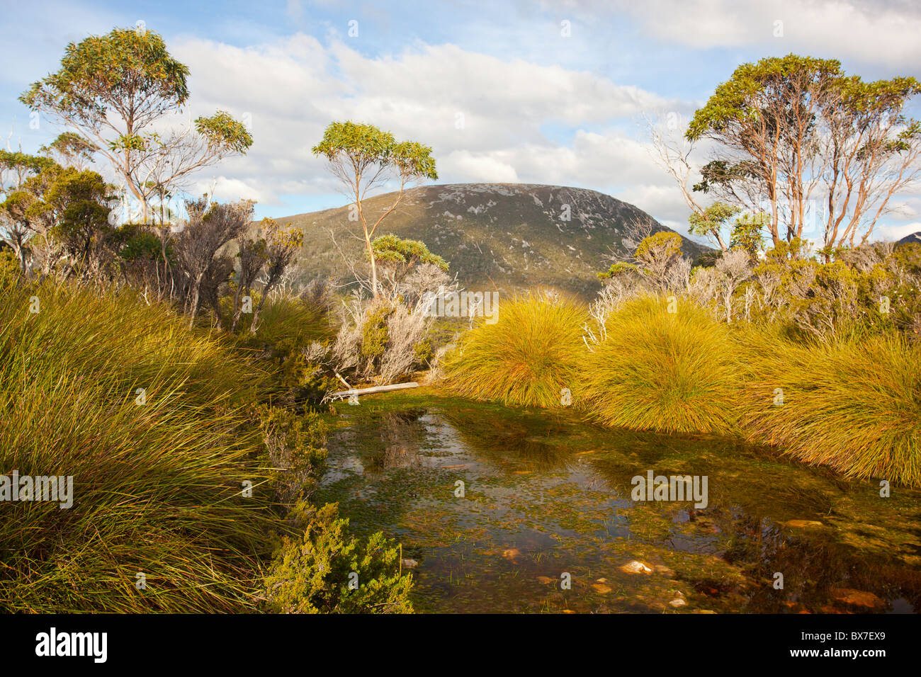 Un piccolo laghetto alpino con il Monte Campbell in background in Cradle Mountain, Tasmania Foto Stock