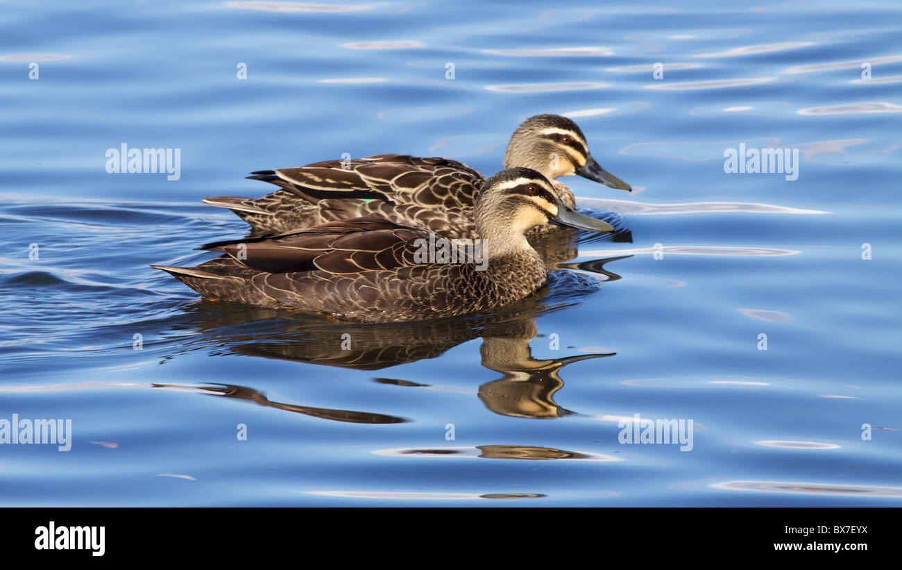 Pacifico anatre nero (Anas superciliosa) al Lago Monger, Perth, Western Australia. Foto Stock