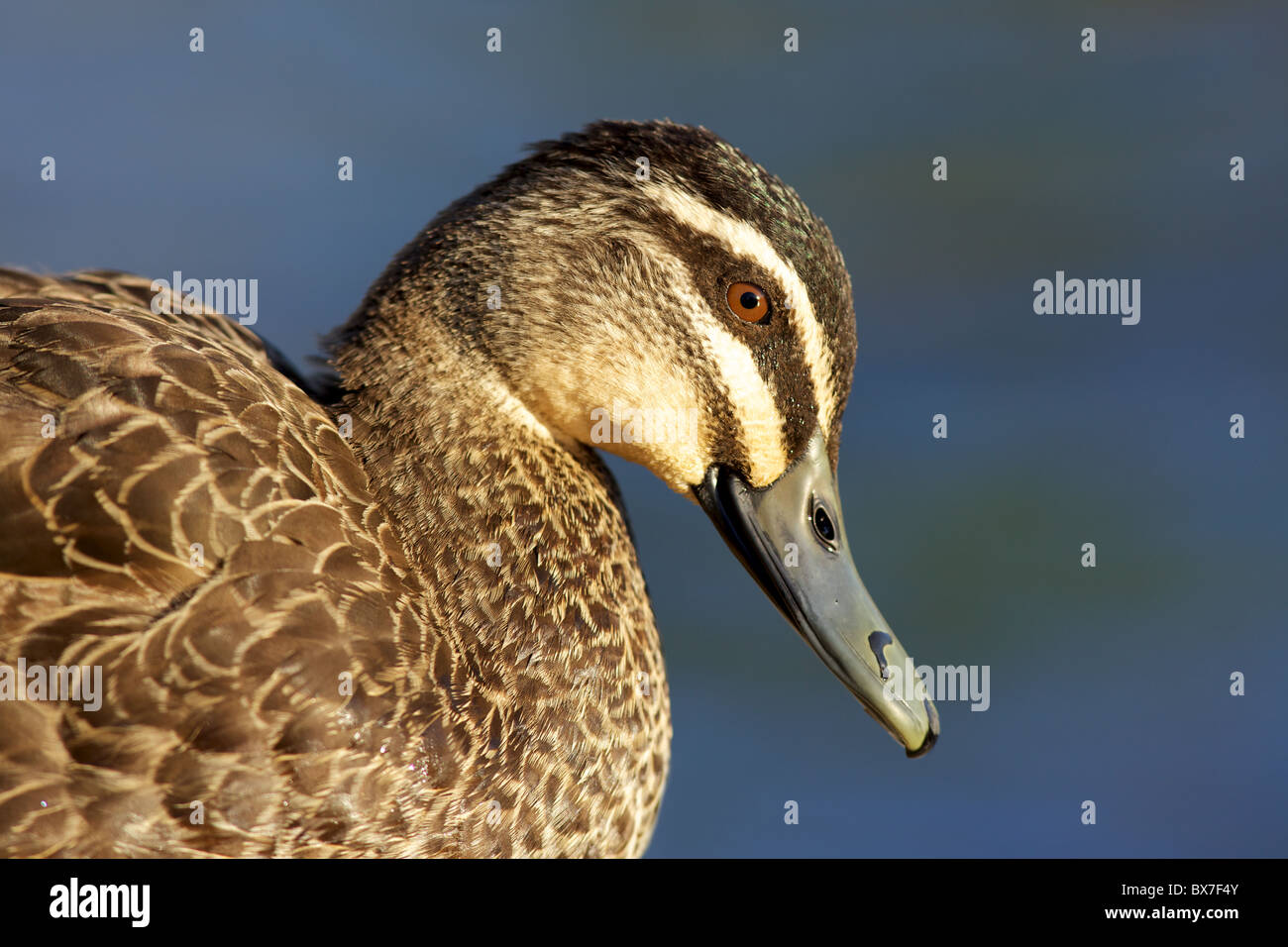 Ritratto di un pacifico Black Duck (Anas superciliosa) prese in Perth, Western Australia. Foto Stock