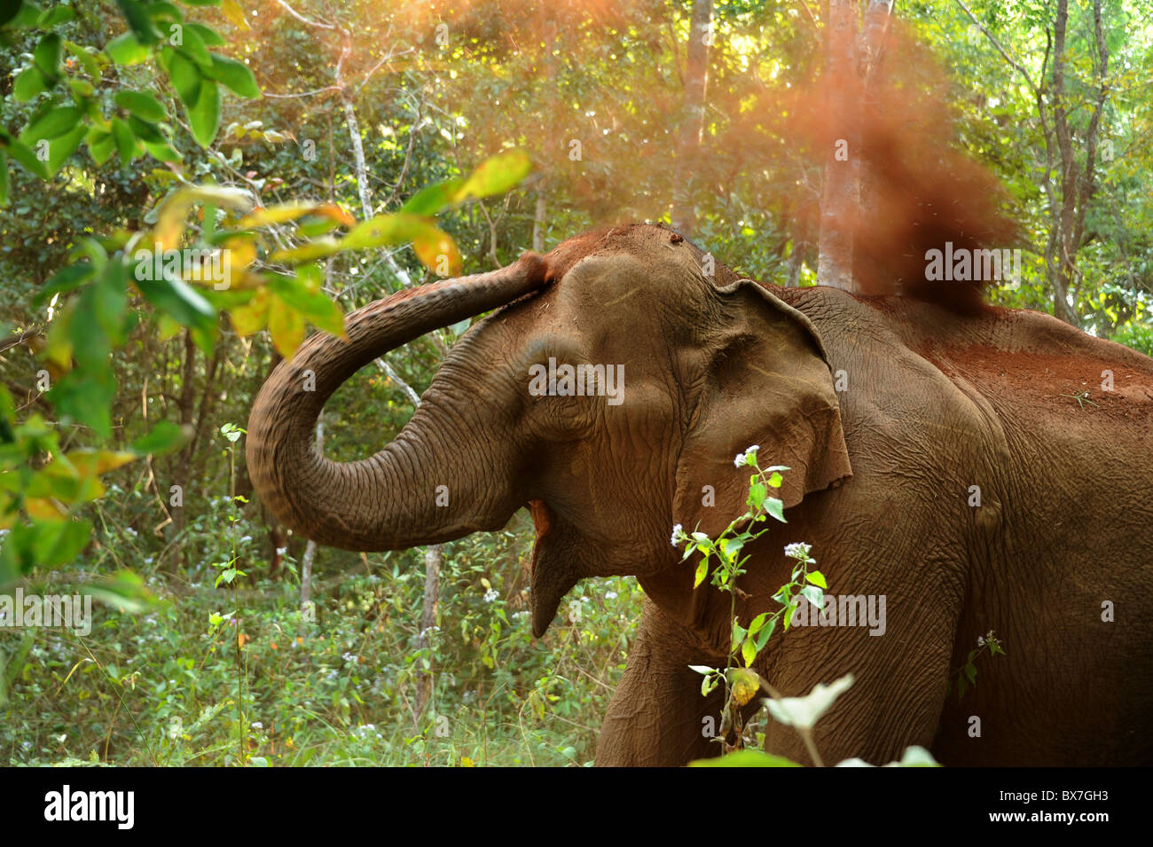 Elephant gettando terra rossa sulla sua schiena con il suo tronco per conservare al fresco. Cambogia. Foto Stock