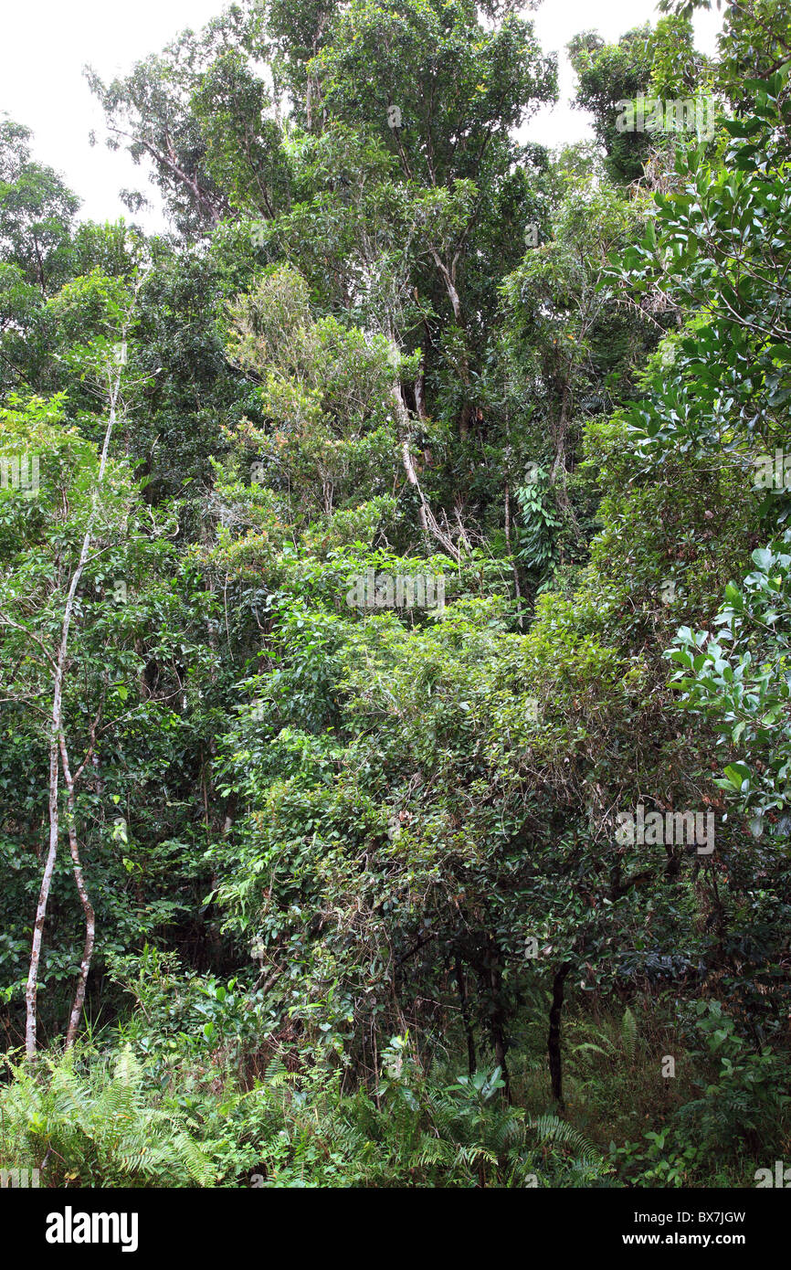 Foresta pluviale tropicale in Australia Orientale (Queensland). Foto Stock