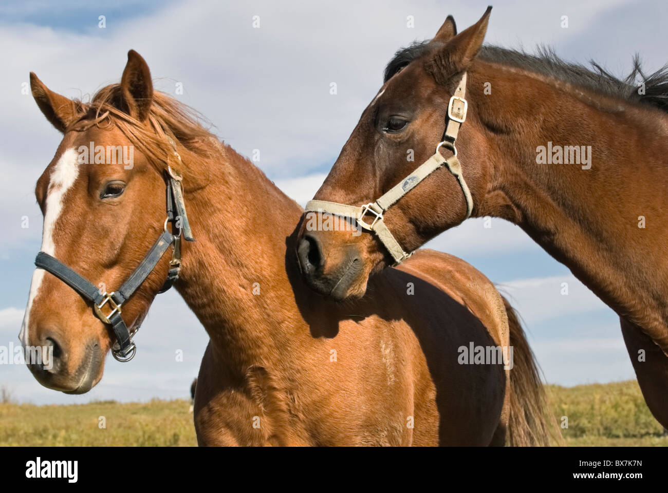 Due cavalli in ordine di becchettare controversia, uno con le orecchie di cui all'indietro di circa a mordere l'altro, in posizione dominante e comportamento di presentazione display. Foto Stock