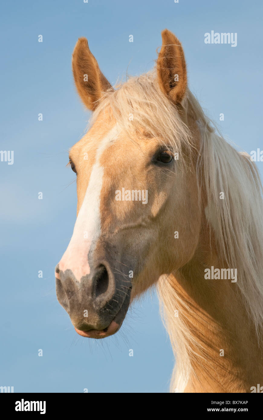 Palomino horse head shot, bel ritratto con il vento che soffia attraverso la lunga criniera e ciuffo, Pennsylvania, USA. Foto Stock