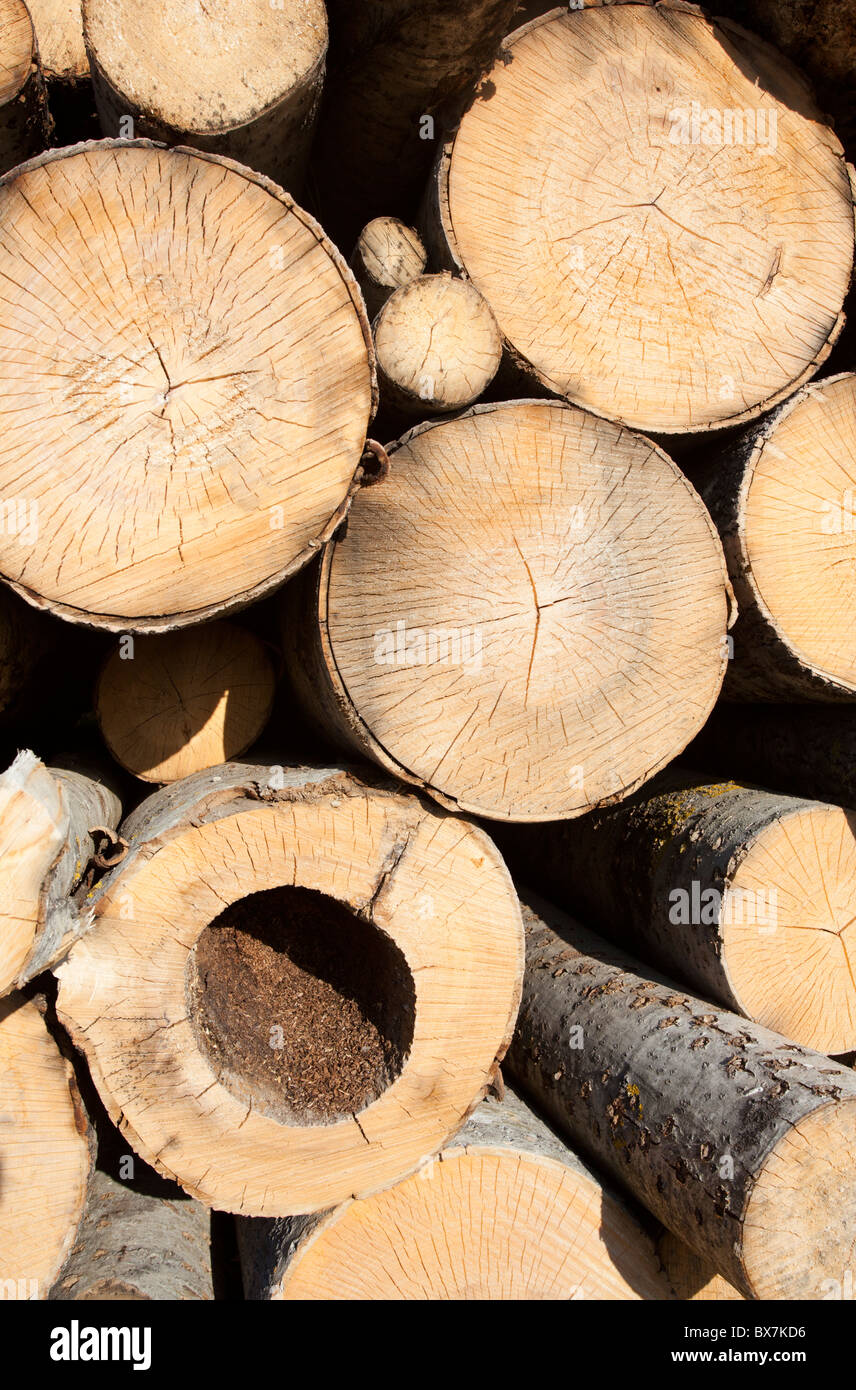 Le estremità segate di un aspen ( populus tremula ) si trovano in un palo , Finlandia Foto Stock