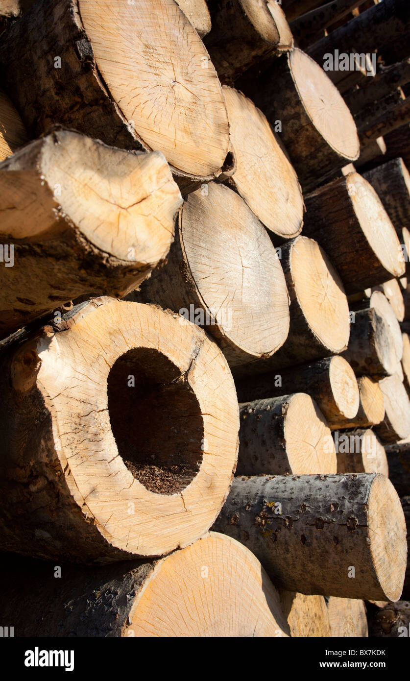 Aspen cavo ( populus tremula ) log in a pelo , Finlandia Foto Stock