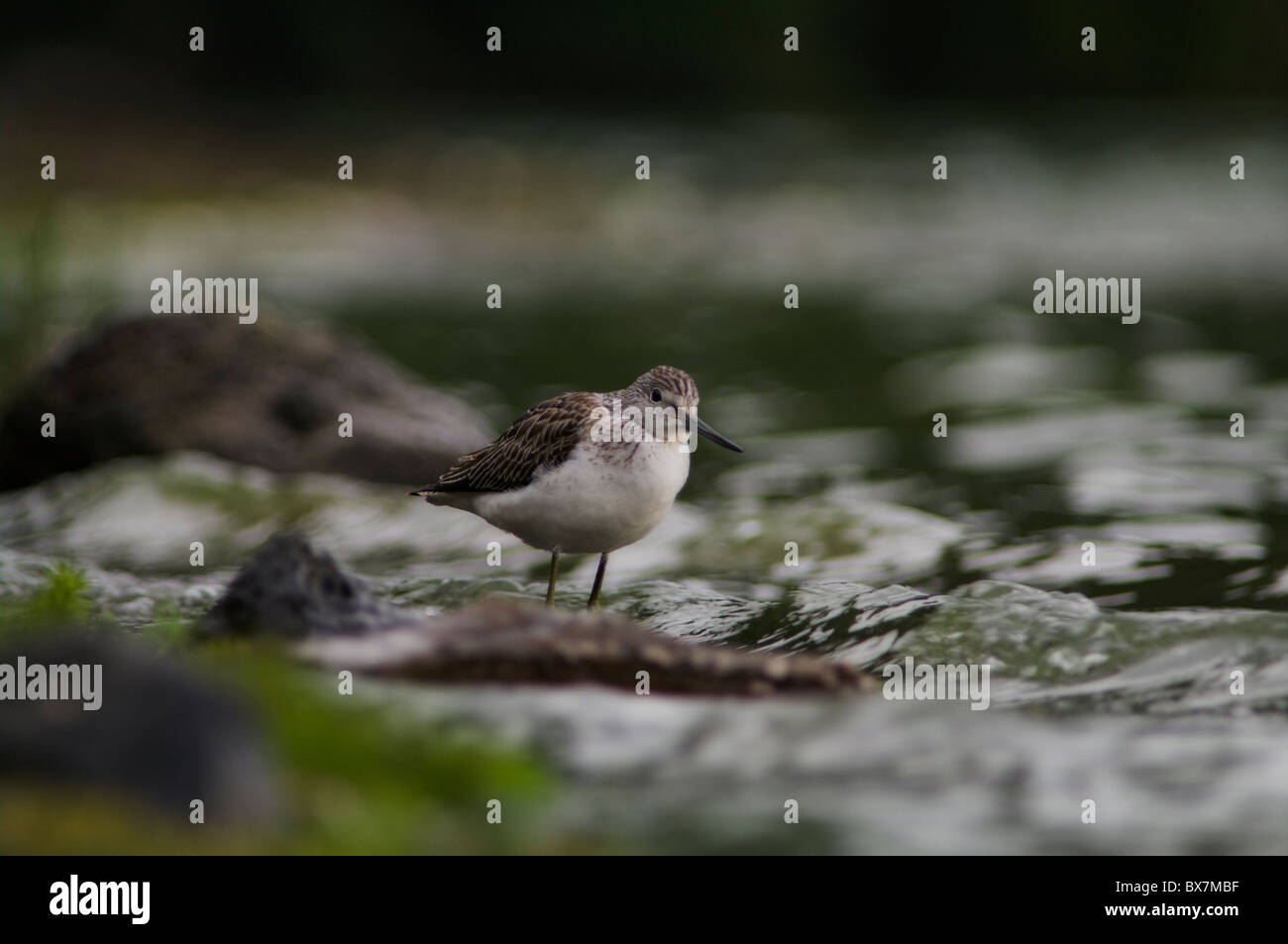 Uccello groensco - Groenlandia (Tringa nebularia) nell'habitat delle zone umide, Azzorre Foto Stock