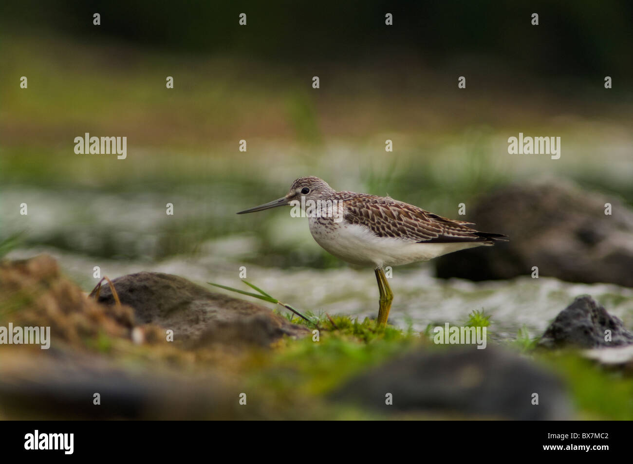 Uccello groensco - Groenlandia (Tringa nebularia) nell'habitat delle zone umide, Azzorre Foto Stock